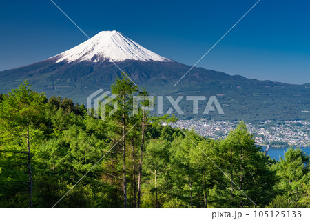 《山梨県》初夏の富士山・新緑の原生林 105125133