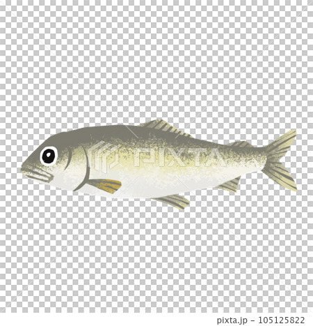 Ayu illustration material 105125822