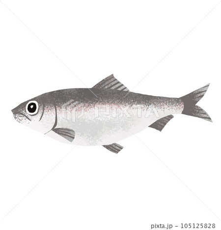 ニシンのイラスト素材 105125828