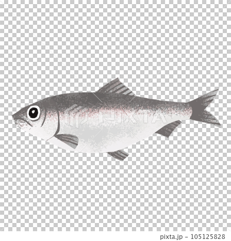 ニシンのイラスト素材 105125828