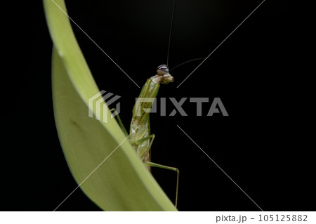 カマキリ 蟷螂 かまきり 105125882