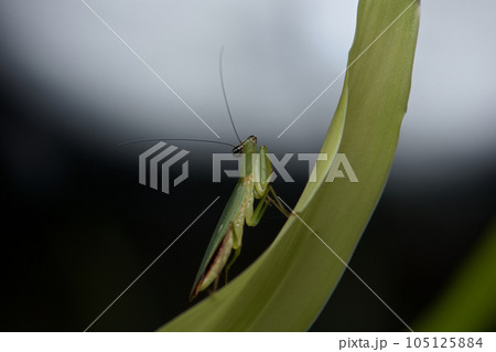 カマキリ 蟷螂 かまきり 105125884