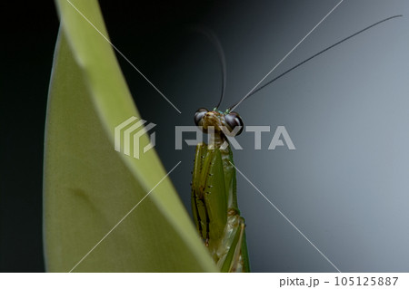 カマキリ 蟷螂 かまきり 105125887