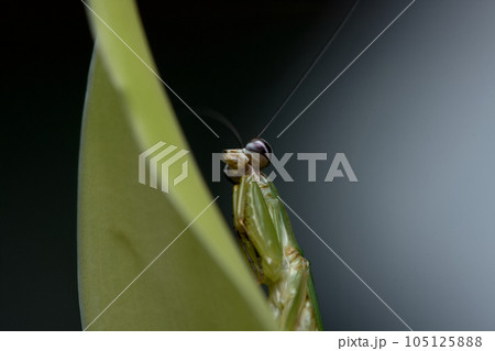 カマキリ 蟷螂 かまきり 105125888