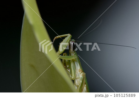 カマキリ 蟷螂 かまきり 105125889