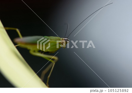カマキリ 蟷螂 かまきり 105125892