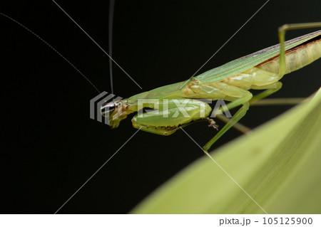 カマキリ 蟷螂 かまきり 105125900