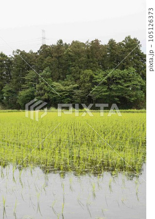 田んぼ 105126373