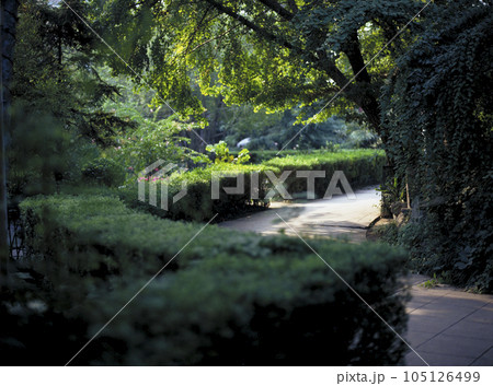 綺麗に整備された公園の歩道 綺麗に整備された公園の歩道 105126499