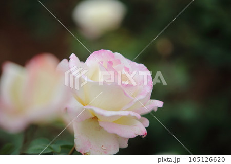 荒尾市 おもやい市民花壇 バラの花、 荒尾市 おもやい市民花壇 バラの花、 105126620