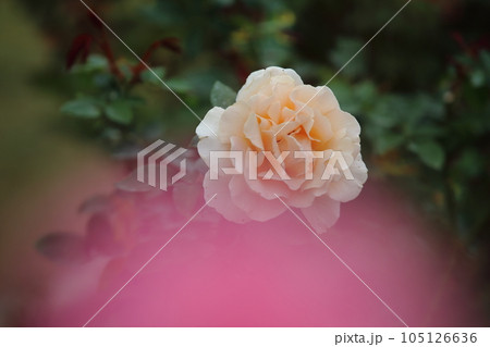 荒尾市　おもやい市民花壇　バラの花、 105126636