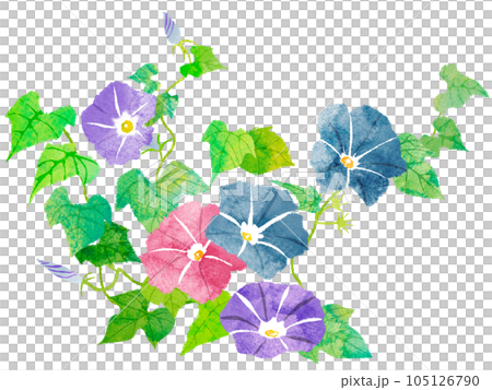 朝顔の手描き風イラストのイラスト素材 [105126790] - PIXTA
