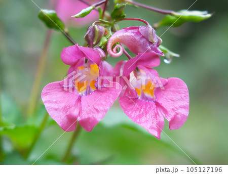 ツリフネソウ ツリフネソウ 105127196