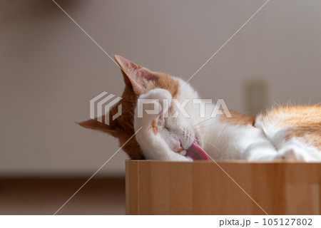 毛繕いをする猫　茶トラ白 105127802