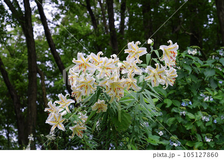 崖上に咲いた夏の山百合 町田薬師池公園 105127860