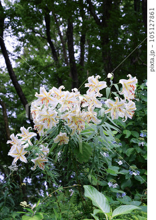 崖上に咲いた夏の山百合 町田薬師池公園 105127861