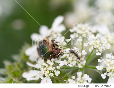花の蜜を吸うハナムグリ 105127962