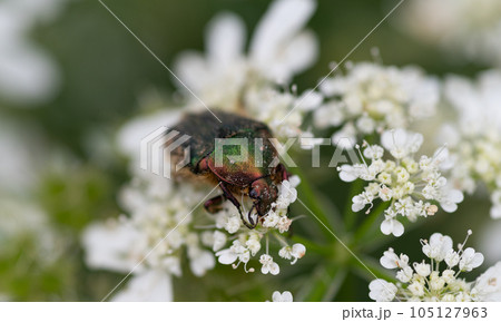 花の蜜を吸うハナムグリ 105127963
