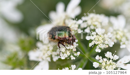 花の蜜を吸うハナムグリ 105127964