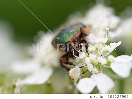 花の蜜を吸うハナムグリ 105127965