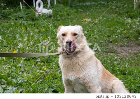 Big white dog sitting on the grass 105128645