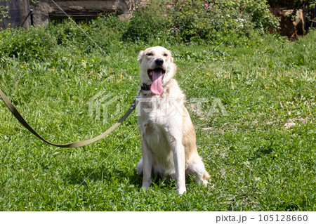 Big white dog sitting on the grass 105128660