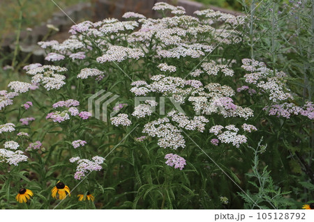 初夏の庭に咲くノコギリソウの白とピンクの花 初夏の庭に咲くノコギリソウの白とピンクの花 105128792