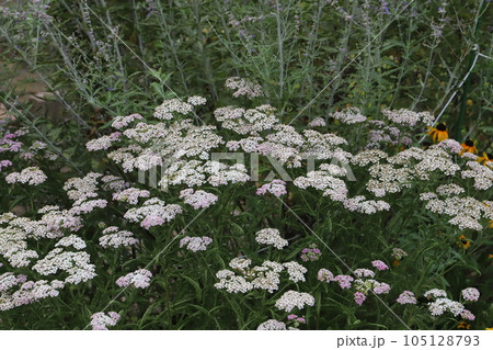 初夏の庭に咲くノコギリソウの白とピンクの花 105128793