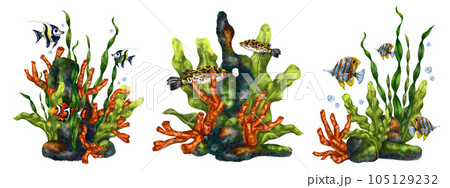 A set of exotic compositions with an underwater world. Digital drawings of red corals, seaweed, tropical fish on a white background. For printing stickers, posters, postcards, prints 105129232
