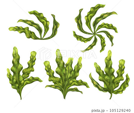 A large set of seaweed of bright green color. Marine tropical plant, highlighted on a white background. Tropical underwater world. Digital illustration. For design, packaging, printing, printing A large set of seaweed of bright green color. Marine tropical plant, highlighted on a white background. Tropical underwater world. Digital illustration. For design, packaging, printing, printing 105129240