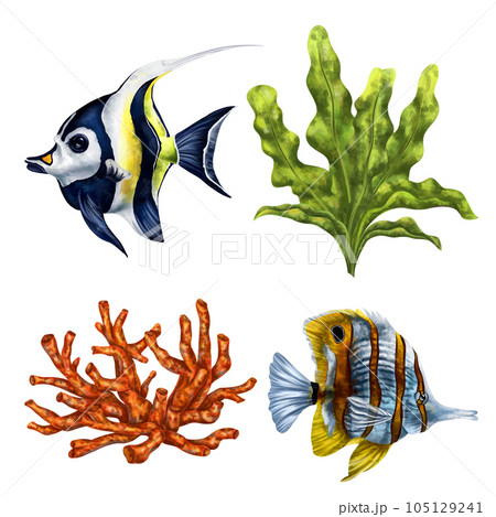 A set of tropical fish and seaweed. Exotic underwater world, digital illustration. For design, packaging, printing, posters, textiles, souvenirs A set of tropical fish and seaweed. Exotic underwater world, digital illustration. For design, packaging, printing, posters, textiles, souvenirs 105129241