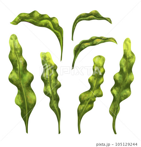 A set of underwater tropical plants. Seaweed for design, compositions, postcards, souvenirs, textiles. Digital illustration on a white background A set of underwater tropical plants. Seaweed for design, compositions, postcards, souvenirs, textiles. Digital illustration on a white background 105129244