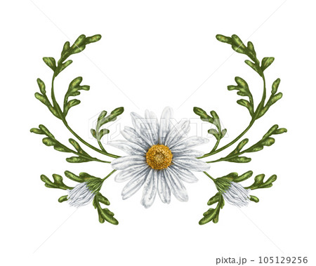 A composition of large wild daisies. Flowers, buds and leaves. On a white background. Design for herbal tea, natural cosmetics, aromatherapy, health products 105129256