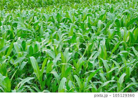 Green corn field at summer, closeup of corn field. Nature background Green corn field at summer, closeup of corn field. Nature background 105129360