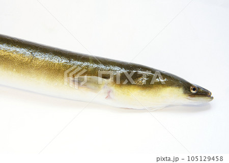 うなぎの頭部のアップ 105129458