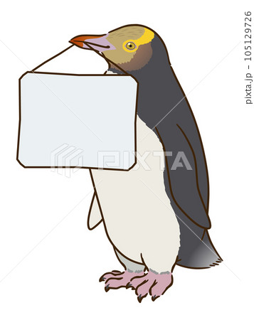 メッセージボードをくわえるキガシラペンギン メッセージボードをくわえるキガシラペンギン 105129726