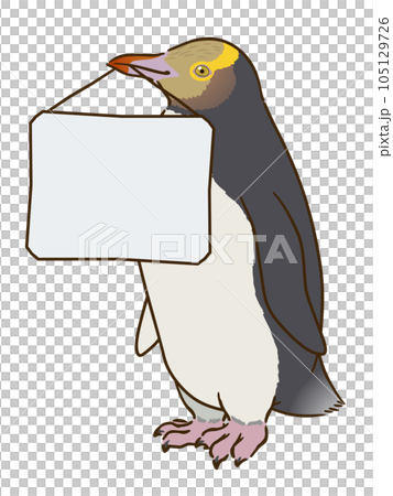 メッセージボードをくわえるキガシラペンギン メッセージボードをくわえるキガシラペンギン 105129726