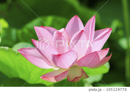 藤原宮跡　満開のハス 105129778