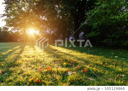 Low angle ground view scenery multicoloroed bright vibrant maple first fallen dry leaves green grass lawn at house yard or city park forest garden september. Autumnal scenic nature foliage backgound 105129860