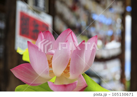 生蓮寺の満開のハスの花と睡蓮 生蓮寺の満開のハスの花と睡蓮 105130671