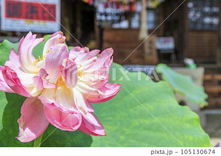 生蓮寺の満開のハスの花と睡蓮 105130674
