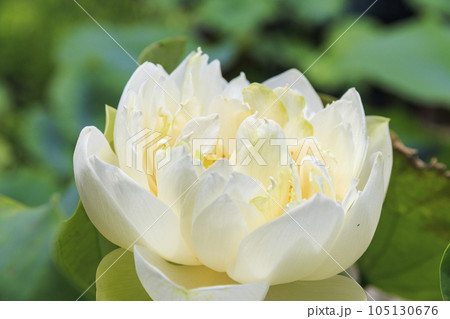 生蓮寺の満開のハスの花と睡蓮 生蓮寺の満開のハスの花と睡蓮 105130676