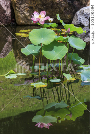 生蓮寺の満開のハスの花と睡蓮 105130694