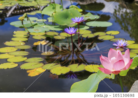 生蓮寺の満開のハスの花と睡蓮 生蓮寺の満開のハスの花と睡蓮 105130698