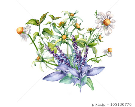 Sage herbal plant, bidens tripartita watercolor illustration isolated on white background. Salvia, nettle, camomile, daisy useful flowers hand drawn. Design for label, package, postcard, card 105130770