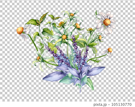 Sage herbal plant, bidens tripartita watercolor illustration isolated on white background. Salvia, nettle, camomile, daisy useful flowers hand drawn. Design for label, package, postcard, card 105130770