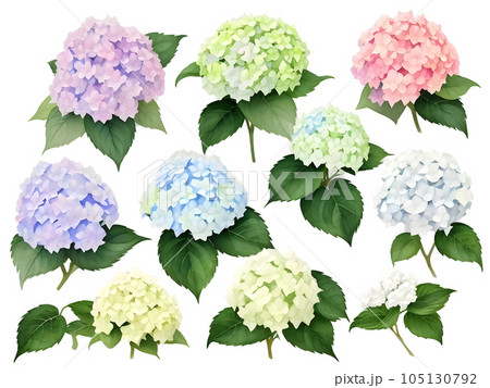 set of watercolor hydrangea flower elements, generative ai 105130792