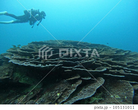 五島 福江島のダイビング 五島 福江島のダイビング 105131011
