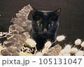 ドライフラワーと黒猫　pixta 素材 ねこ　ネコ　可愛い 105131047