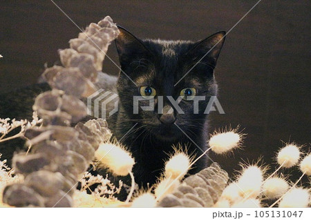 ドライフラワーと黒猫　pixta 素材 ねこ　ネコ　可愛い 105131047